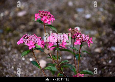 Hortensia serrata Ai Hime, dunkelrosa Blüten, Blüte, Blume, Hortensien, Garten, RM Floral Stockfoto