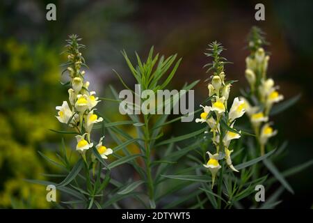 Linaria purpurea pochiertes Ei, Toadflachs, weißgelbe Blüten, blühende Stängel, Spitzen, snapdragon, RM Floral Stockfoto