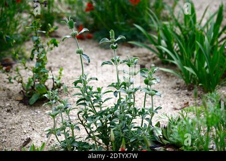 Marrubium libonaticum, silberne Blätter, silbernes Laub, trockener Garten, Kiesgarten, Blumen, Blüte, Gärten, Xeriscape, Xeriscaping, RM Floral Stockfoto