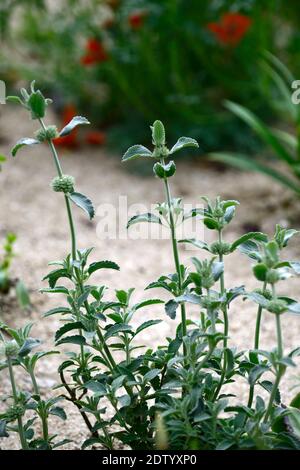 Marrubium libonaticum, silberne Blätter, silbernes Laub, trockener Garten, Kiesgarten, Blumen, Blüte, Gärten, Xeriscape, Xeriscaping, RM Floral Stockfoto