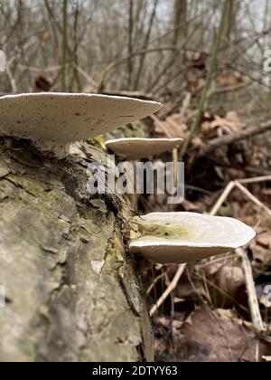Eine vertikale Aufnahme von wilden Pilzen, die auf einem Baum wachsen Im Herbst mit verschwommenem Hintergrund Stockfoto