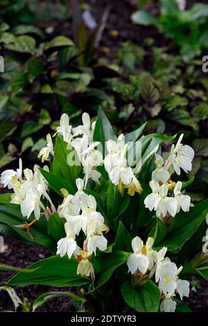 Roscoea Harvington Grège, Hume roscoea Harvington Grège, creme Blumen, auffällige Orchidee - wie Blumen, Blüte, RM Floral Stockfoto