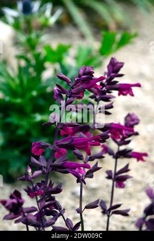 Salvia Liebe und Wünsche, Salvias, Salvia Blumen, rosa lila Blumen, Blüte, RM Floral Stockfoto