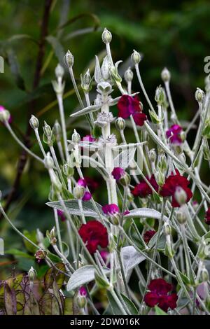 Stachys byzantina, Lammohr, Wollhedgenettle, Lychnis coronaria Gärtner Welt, Rose campion, rote Blume, Blumen, Blüte, Grenze, Bett, Pflanzschema Stockfoto