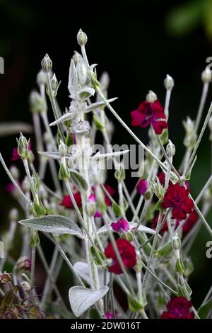 Stachys byzantina, Lammohr, Wollhedgenettle, Lychnis coronaria Gärtner Welt, Rose campion, rote Blume, Blumen, Blüte, Grenze, Bett, Pflanzschema Stockfoto