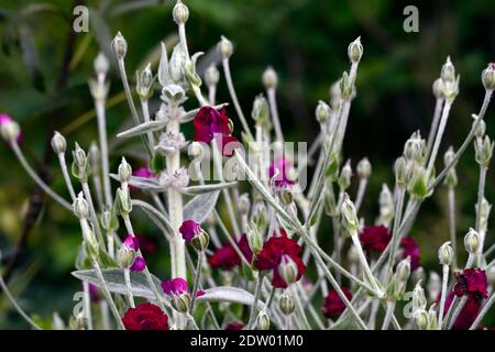 Stachys byzantina, Lammohr, Wollhedgenettle, Lychnis coronaria Gärtner Welt, Rose campion, rote Blume, Blumen, Blüte, Grenze, Bett, Pflanzschema Stockfoto