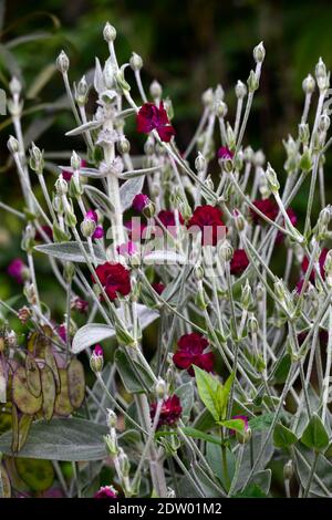 Stachys byzantina, Lammohr, Wollhedgenettle, Lychnis coronaria Gärtner Welt, Rose campion, rote Blume, Blumen, Blüte, Grenze, Bett, Pflanzschema Stockfoto