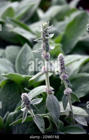 Stachys byzantina große Ohren, Lammohr, wolliger Heckenettel, silbernes Laub, silberne Blätter, RM Floral Stockfoto