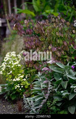 Stachys byzantina, Lammohr, Wollhedgenettle, Tanacetum Parthenium, fieberhaft, weiß, Blumen, Blume, Blüte, Heilkraut, Kräuter, traditionell, Kräuter, Stockfoto