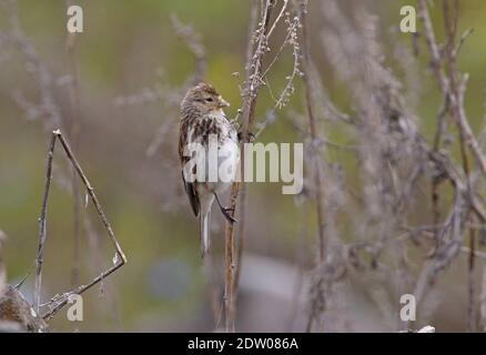 Twite (Carduelis flavirostris brevirostris) Erwachsene auf toten Pflanze sitzend, die sich von Samen ernährt Armenien Mai Stockfoto