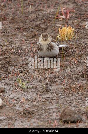 Twite (Carduelis flavirostris brevirostris) Weibliche Fütterung auf der Groung kurz nach Schneeschmelze Armenien Mai Stockfoto