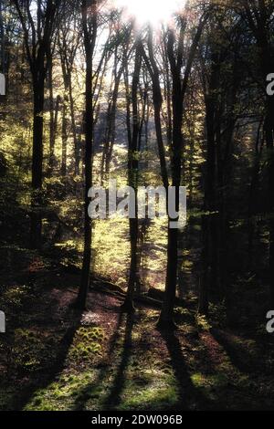 Spiel von Licht und Schatten an einem sonnigen Tag in Der Wald Stockfoto