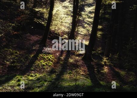 Spiel von Licht und Schatten an einem sonnigen Tag in Der Wald Stockfoto