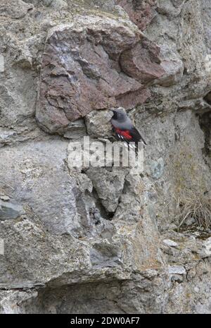Wallcreeper (Tichodroma muraria) Erwachsene Männchen auf Klippe mit Flügeln teilweise offen Georgien Mai Stockfoto