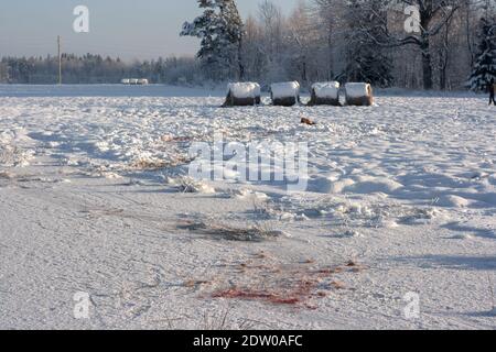 Kalt geschwächte Hirsche wurde von einem Rudel von Wölfen getötet und seine Leiche wird über das schneebedeckte Feld hinter einer Spur von Blut und Tierspuren gezogen. Stockfoto