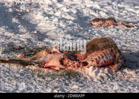 Tote Hirsche auf dem schneebedeckten Feld durch Wolfsangriff während des kalten Winters in Lettland getötet. Stockfoto