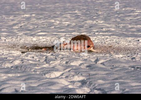 Tote Hirsche auf dem schneebedeckten Feld durch Wolfsangriff während des kalten Winters in Lettland getötet. Stockfoto