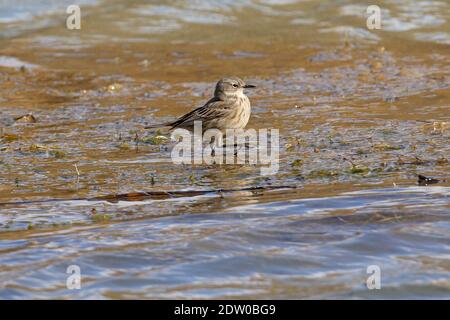 Wasserpipit (Anthus spinoletta coutelli) watet durch seichtes Wasser Georgien Mai Stockfoto