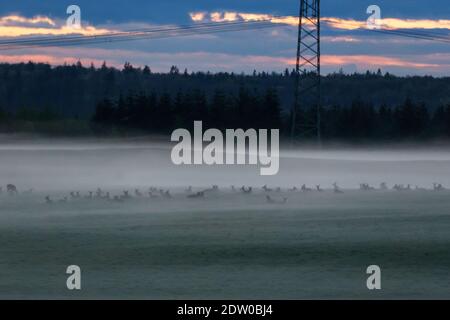 Gruppe von Hirsen stehen auf Wiese in Nebel bedeckt Der Abend Stockfoto