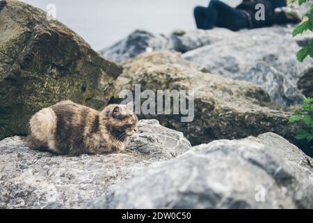 Obdachlose niedliche Erwachsene Katze liegt auf den Steinen am Meer und schläft, ruht. Türkei, Istanbul. Das Problem der obdachlosen Tiere in Städten Stockfoto