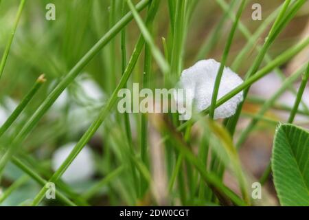 Detail von Hagelsteinen mit Gras im Frühling Stockfoto