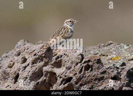 Woodlark (lullula arborea pallida) Männchen auf Felsen thront und Armenien singt Mai Stockfoto