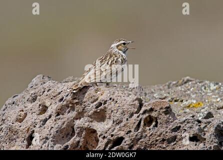 Woodlark (lullula arborea pallida) Männchen auf Felsen thront und Armenien singt Mai Stockfoto