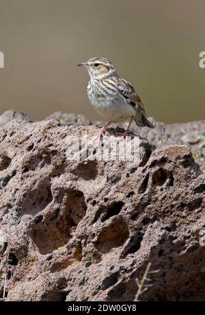 Waldlerche (lullula arborea pallida) Männchen auf Felsen thront Armenien Mai Stockfoto