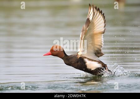 Männliche Rote Ausgerustete Pochard-Ente Nimmt Ab Von Der Wasser Stockfoto