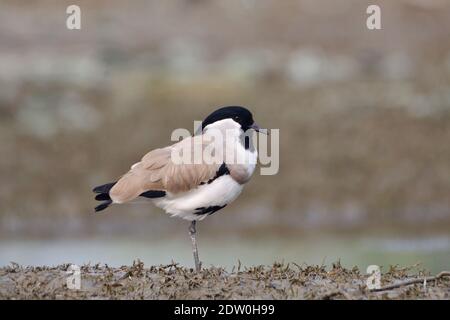 River Lapwing Bird Steht Im Feuchtgebiet Stockfoto