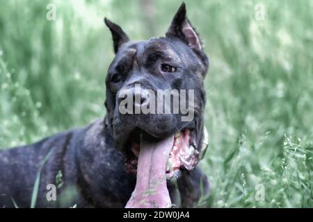 Portrait Italienischer Rohrkorso im Park auf der grünen Wiese. Kraft, Kraft, Muskel, Hund Stockfoto
