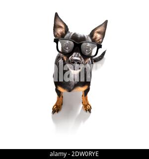 Dumm verrückt prag Ratter Hund mit Nerd Brille als Büroangestellter , isoliert auf weißem Hintergrund Stockfoto