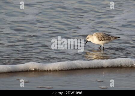 Ein weißer sanderling ist auf der Nahrungssuche im Meer mit einem Schäumende Welle vor dem Sandstrand am niederländische Küste in zeeland im Winter Nahaufnahme Stockfoto