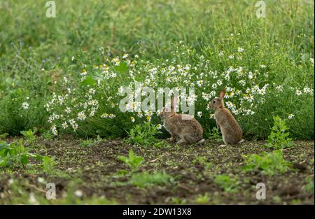 Kaninchen.zwei wilde, einheimische Jungkaninchen (Oryctolagus cuniculus) am Rande des Ackerlandes mit weißen Gänseblümchen und nach links zeigend. Sommerzeit. North Yorks Stockfoto