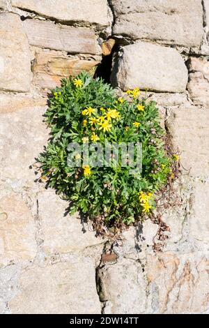 Gelbes Ragwurz, das in einem Riss in einer Steinmauer wächst, England, Großbritannien Stockfoto