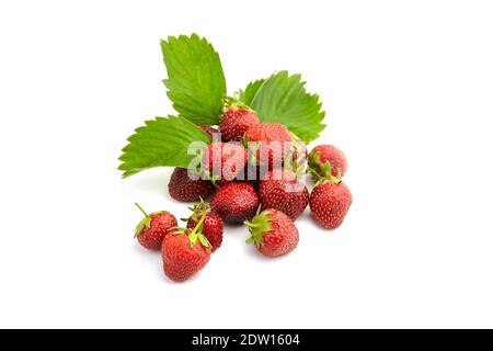 Erdbeeren mit grünen Blättern isoliert auf weißem Hintergrund. Verstreute rote reife Beeren. Haufen von frischen, saftigen Erdbeeren Stockfoto