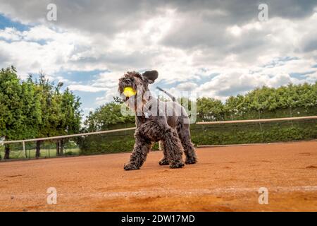 Hund auf einem Tennisplatz mit Ball Stockfoto