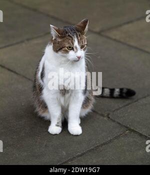 Downing Street, London UK zu Weihnachten, Larry, die Downing Street Katze Stockfoto