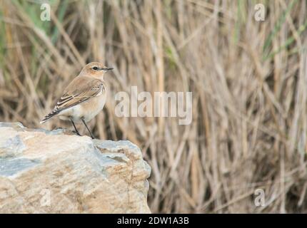 Wheatear, Criccieth, Nordwales. Stockfoto