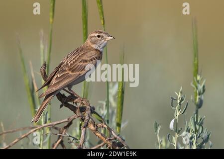 Kortteenleeuwerik; mehr Short-toed Lerche; Calandrella brachydactyla longipennis Stockfoto