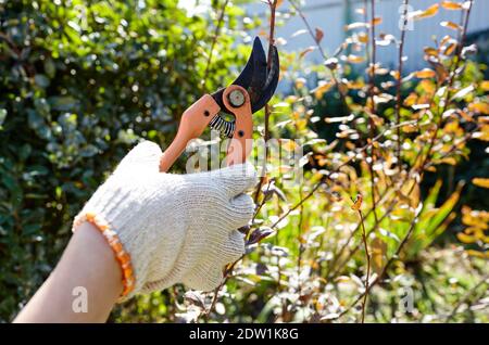 Frau im Garten im Hinterhof. Womans Hände mit einer Schere schneiden verwelkten Blumen auf Rosenbusch. Saisonale Gartenarbeit, Beschneiden von Pflanzen mit Beschneidung Shea Stockfoto