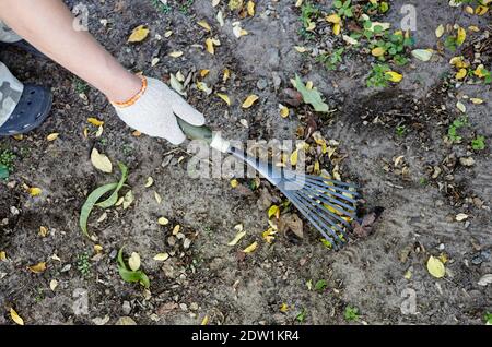 Frau im Garten im Hinterhof. Die Hände des Gärtners verwenden einen Rechen, um den Boden für das Pflanzen von Samen und Pflanzen zu lockern Stockfoto