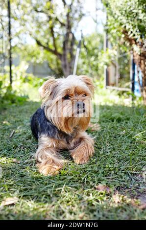 Schöne yorkshire Terrier auf einem Gras warten auf Spiel. Portrait von netten Hund Stockfoto