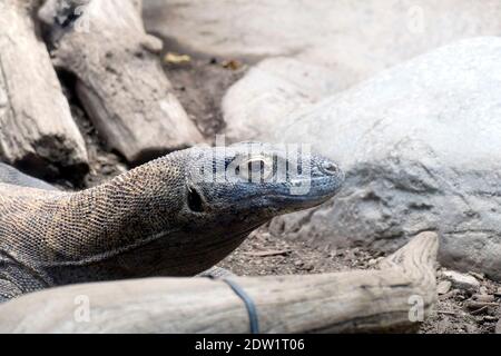 SEATTLE - NOV 11, 2020 - Komodo-Drache ( Varanus komodoensis ) aus Indonesien, Woodland Park Zoo, Seattle, Washington Stockfoto