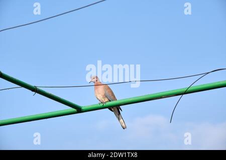 Turtledove auf der grünen Metallpfeife mit blauem und hellem Himmel Hintergrund. Stockfoto