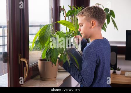 Aktiver Junge wässern Zimmerpflanzen auf der Fensterbank zu Hause. Kind hilft bei der Hausarbeit. Pflegekonzept für Zimmerpflanzen. Stockfoto