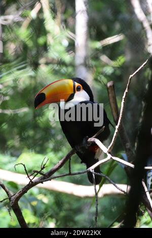 Ein vertikaler, flacher Fokus eines Toco-Tukan (Ramphastos toco) In einem Zoo Stockfoto