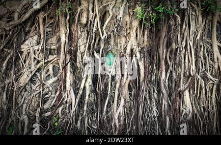 Die Gedenktafel des King George V Memorial Parks wurde von Banyan Tree Roots in der Hospital Road San Yin Pun auf der Insel Hongkong, China, überwuchert Stockfoto