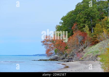 Eichen in Herbstfarben am Ufer des Sees Michigan Stockfoto
