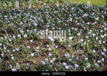Crocus Pickwick blüht im März in einem Garten Stockfoto